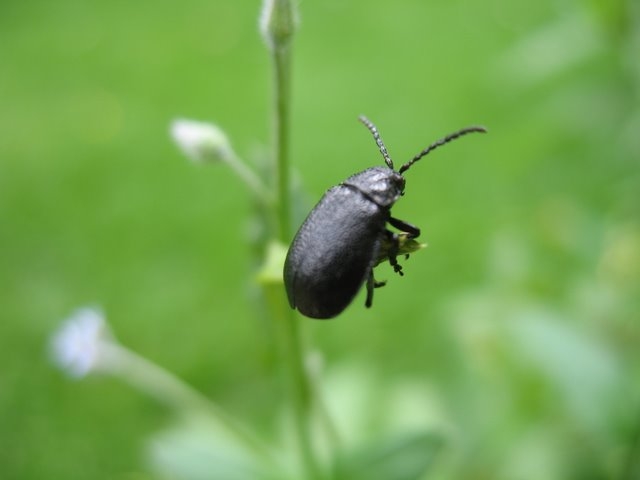 2007 06 Suivi d'un milieu au PDH 08